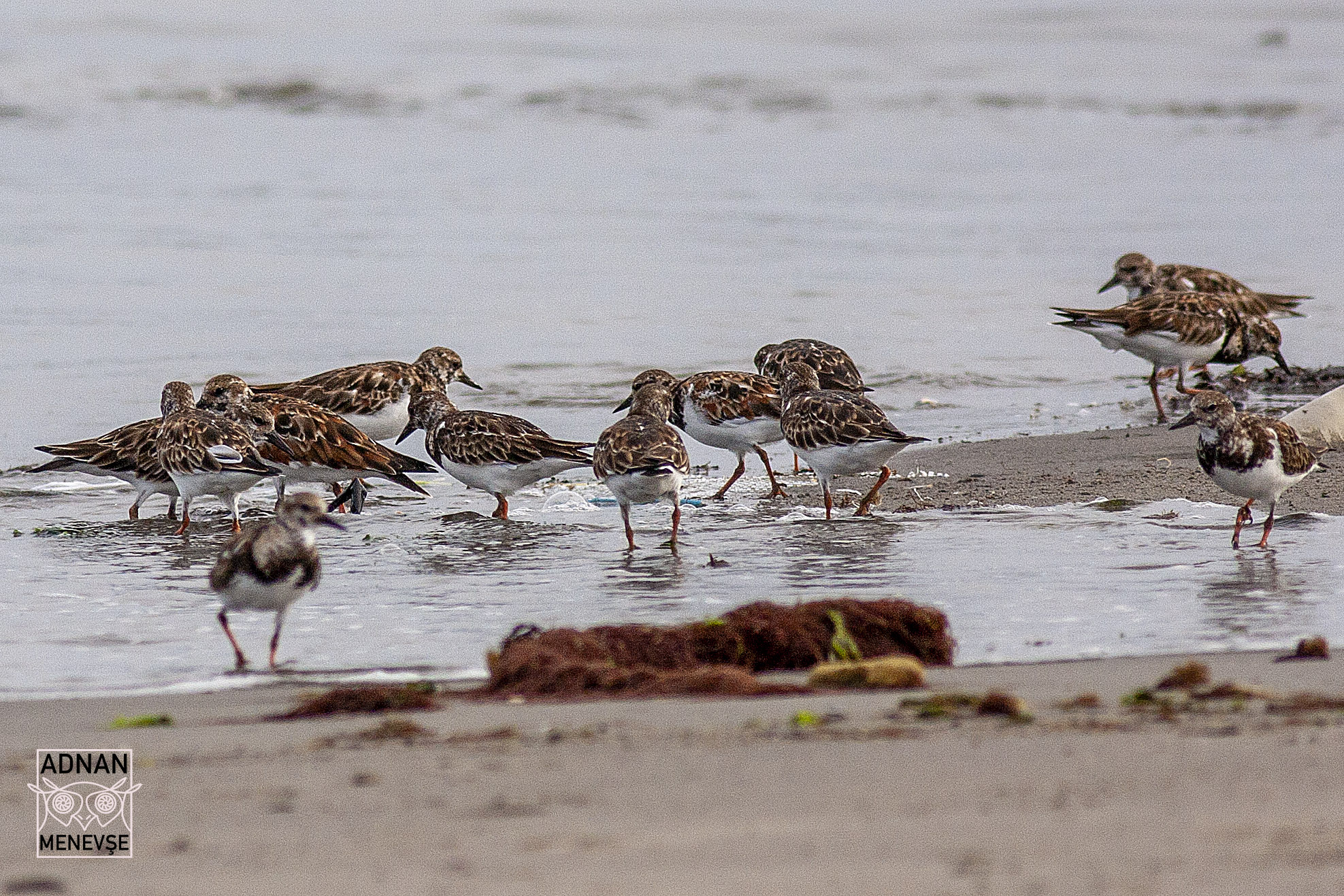 Ruddy Turnstone